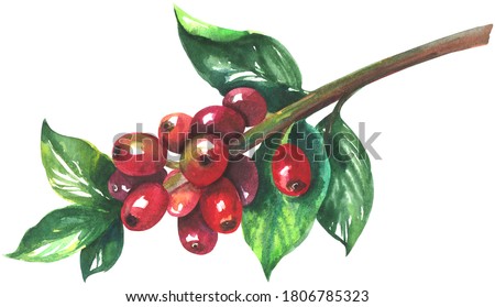 Watercolor red coffee beans on branch. Painting isolated on white background.