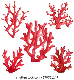 Watercolor red corals set close up isolated on white background