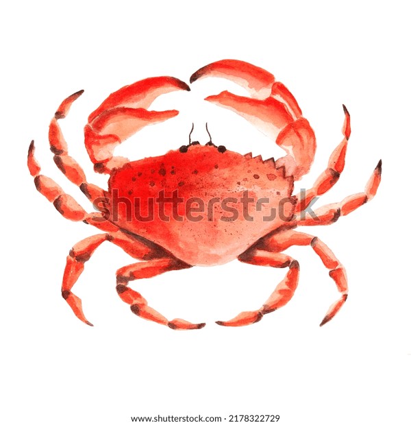 Watercolor red crab isolated on white background. Fresh organic seafood seafood shellfish illustration.