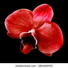 花 切り抜き のイラスト素材 画像 ベクター画像 Shutterstock