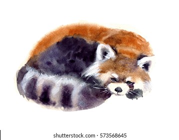 Watercolor Red Panda On The White Background. Cute Sleeping Animal Sketch