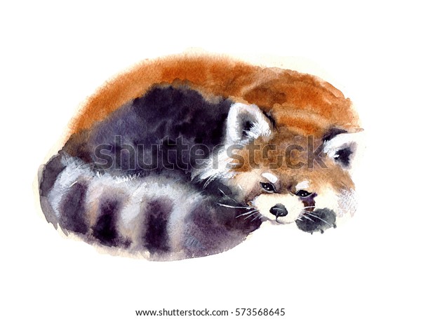 Watercolor Red Panda On White Background Stock Illustration 573568645