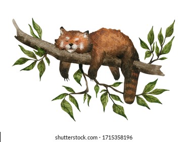 Watercolor Red Panda Sleeping On A Tree. Wild Animal In The Jungle. Cute Resting Mammal. 