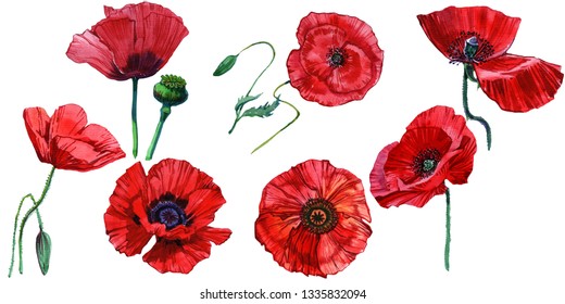 Watercolor Red Poppies Can Be Used Stock Illustration 1335832094 ...