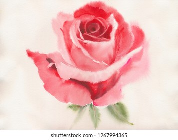 Watercolor Red Rose Stock Illustration 1267994365 | Shutterstock