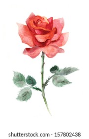 Watercolor red rose.