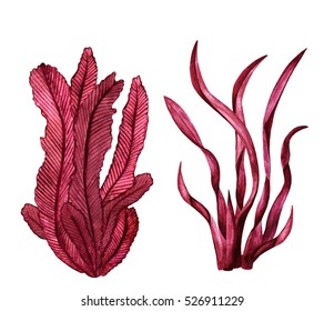 Watercolor Red Sea Weed. Plants Closeup Isolated On White Background Set. Hand Painting On Paper