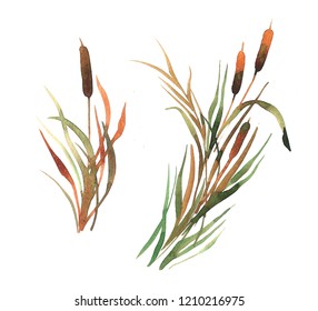 Watercolor Reeds For Decoration