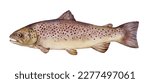 Watercolor river trout or brown trout (Salmo trutta fario). Hand drawn fish illustration isolated on white background.