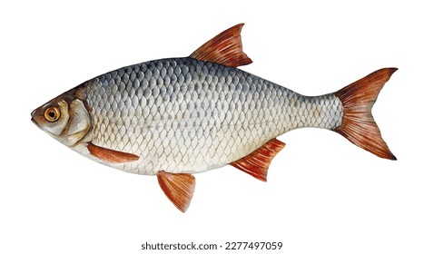 Watercolor roach, or rutilus roach (Rutilus rutilus). Hand drawn fish illustration isolated on white background.