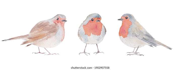 Watercolor Robin Bird Illustration British Birds Loose Watercolour