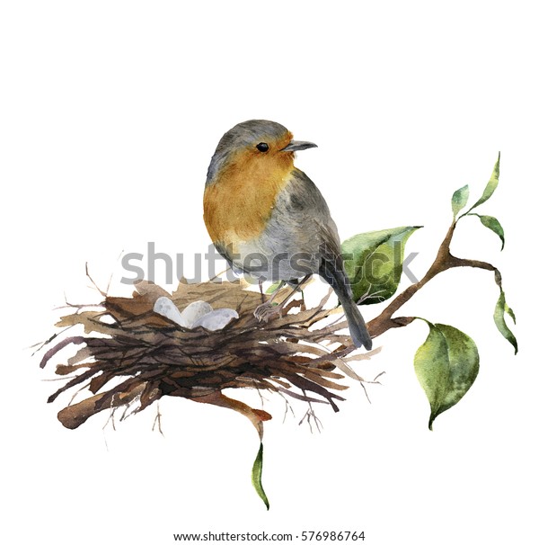 ウォーターカラーロビンが巣の上に卵を持って座っている 白い背景に手描きのイラストと木の枝 デザイン用の自然版 のイラスト素材