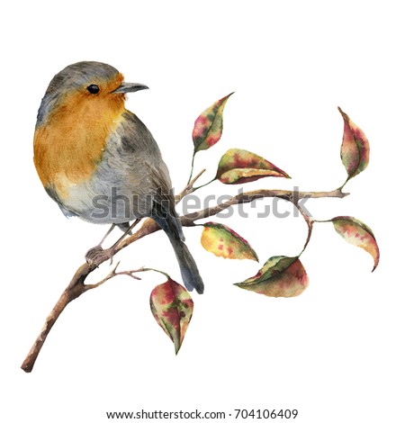 Watercolor robin sitting on tree branch with red and yellow leaves. Autumn illustration with bird and fall leaves isolated on white background. Nature print for design