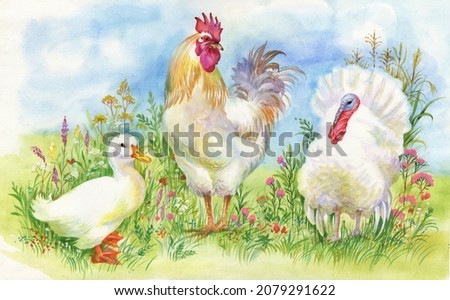 Watercolor Rooster, turkey and duck in yard illustration
