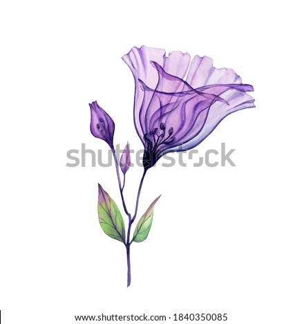 Watercolor Rose bouquet. Hand painted artwork with transparent violet flowers isolated on white. Botanical illustration for cards, wedding design