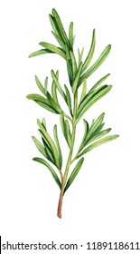 Watercolor Rosemary Herb Illustration