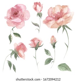 Watercolor roses. Watercolor illustration with hand drawn roses isolated on white background.