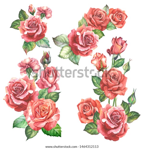 Watercolor Roses Illustrations Flowers Stock Illustration 1464312113