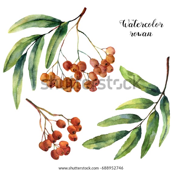Watercolor Rowan Set Hand Painted Mountainashe Stock Illustration 688952746