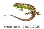 Watercolor The sand lizard (Lacerta agilis). Hand drawn lizard illustration isolated on white background.