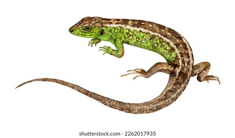 Acuarela El lagarto de arena (Lacerta agilis). Ilustración del lagarto dibujado a mano aislada en fondo blanco.