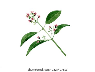 Sandalwood Flower Images Stock Photos Vectors Shutterstock