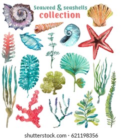 Watercolor Sea Life  Seaweed  Shell  beautiful collection for design