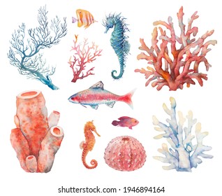 Watercolor sea life set: blue and red coral, seahorses, fish, urchin. Natural illustrations.Objects isolated on white background. Marine animal artwork