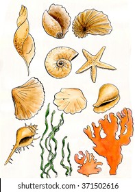 Watercolor Sea Shells