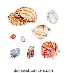 Watercolor Sea Shells On A White Background