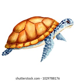 Watercolor Sea Turtle, Watercolor Illustration. Underwater Word