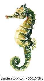 Watercolor seahorse, hand painted illustration.