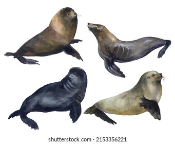 Watercolor seal illustartion  Watercolor cute sea life  Atlantic ocean  Watercolor cute seal  Nautical animals drawing  Design funny animal
