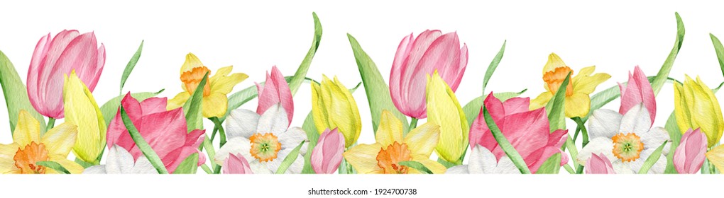 Watercolor seamless border of pink and yellow tulips and daffodils. Easter floral border isolated on the white background.