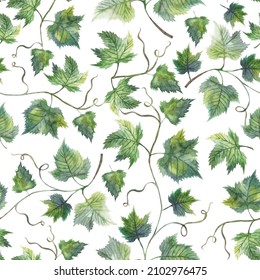 Watercolor seamless pattern with grapevine, green leaves, botanical painting, floral wrapping paper, textile, white 