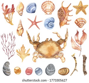 Watercolor Seashells Clipart Nautical Ocean Decor Stock Illustration ...