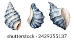 Watercolor seashells, sea. Illustration clipart isolated on white background.