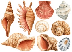 Watercolor Seashells Set Isolated White Background. Hand Drawn Illustration. Collection Realistic Sea Shell For Design.