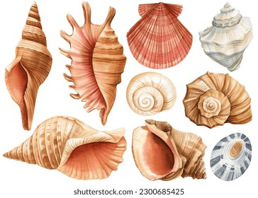 Watercolor seashells set isolated white background. Hand drawn illustration. Collection realistic sea shell for design.