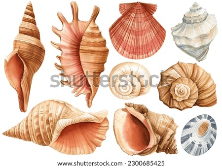 Watercolor seashells set isolated white background. Hand drawn illustration. Collection realistic sea shell for design. Foto stock © 