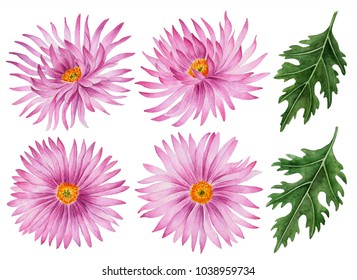 Watercolor set asters  hand drawn floral illustration  beautiful flowers isolated white background 