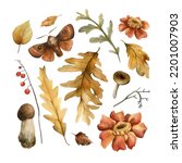 Watercolor set of autumn elements in vintage style . Forest hand-drawn collection with mushrooms, leaves, flowers and moth.