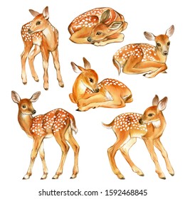 Watercolor set of Baby Deer. Hand Painted Fawn Illustration isolated on white background.