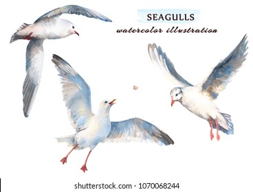 Watercolor Seagull Images Stock Photos Vectors Shutterstock