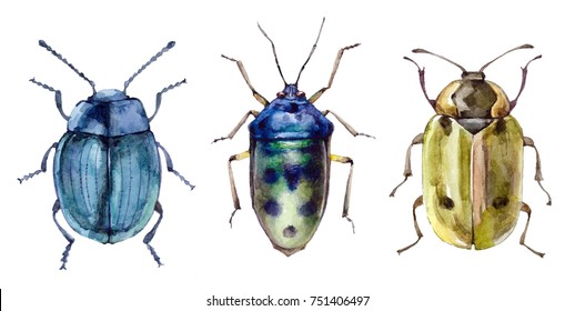 Watercolor set of beetles insect isolated on white background animal bugs