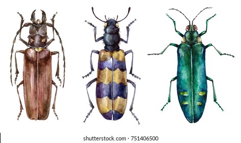 Watercolor Set Of Beetles Insect Isolated On White Background Animal Bugs