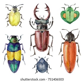 Watercolor Set Of Beetles Insect Isolated On White Background Animal Bugs