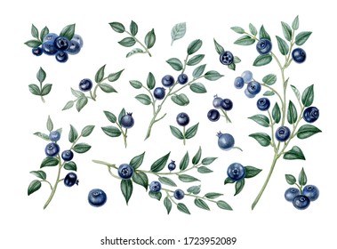 Watercolor set of blueberries, branches and leaves, hand painted floral illustration isolated on a white background.