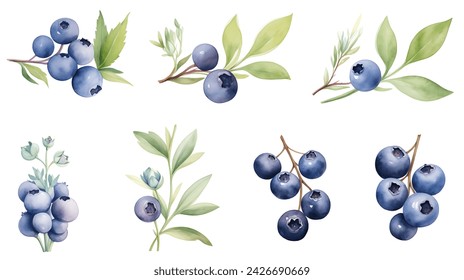 Watercolor set of blueberry isolated on white background - Powered by Shutterstock