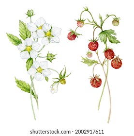 Watercolor set a bouquet of flowering strawberries and strawberries on a twig with a leaf. Watercolor illustration.